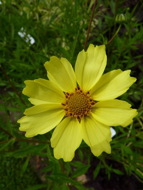 Coreopsis x 'Full Moon' fleur
